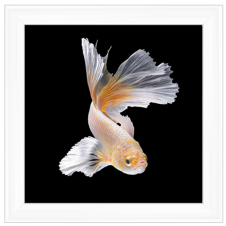 Orange & White Betta Fish |