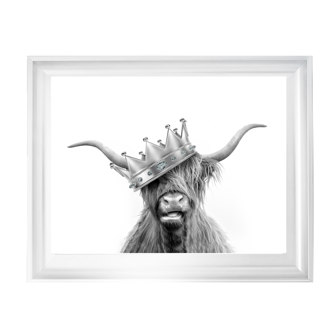 Crowned Highland Cow