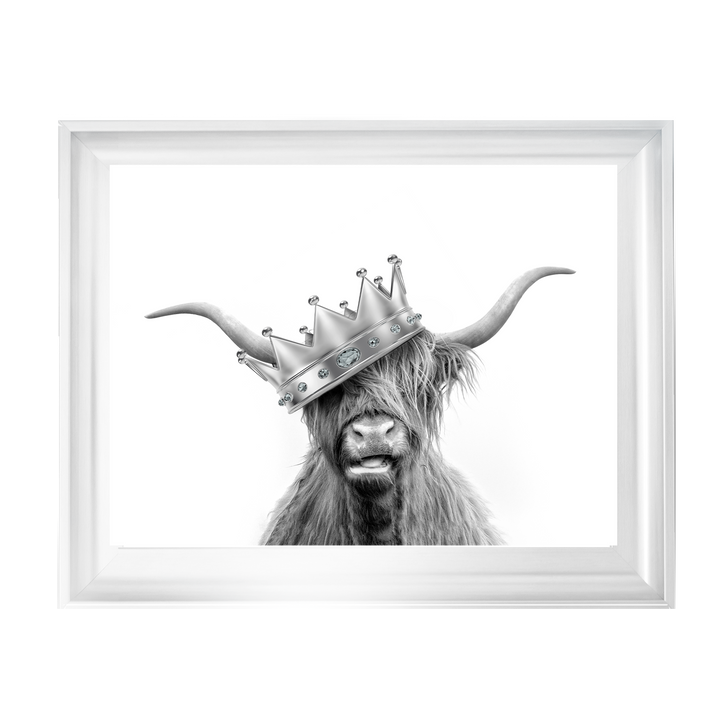 Crowned Highland Cow