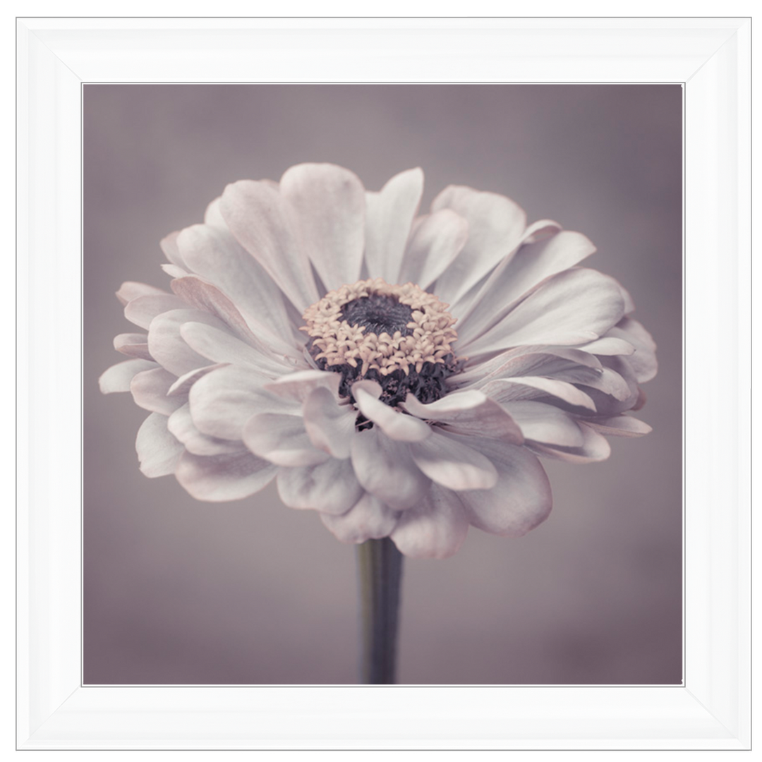 FL150 Gerbera