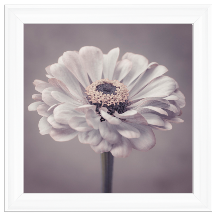 FL150 Gerbera