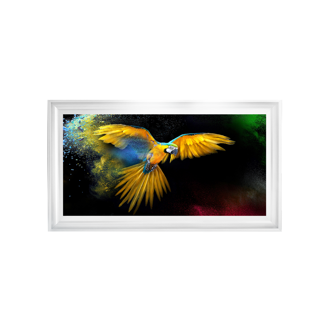 AN311 Rainbow parrot