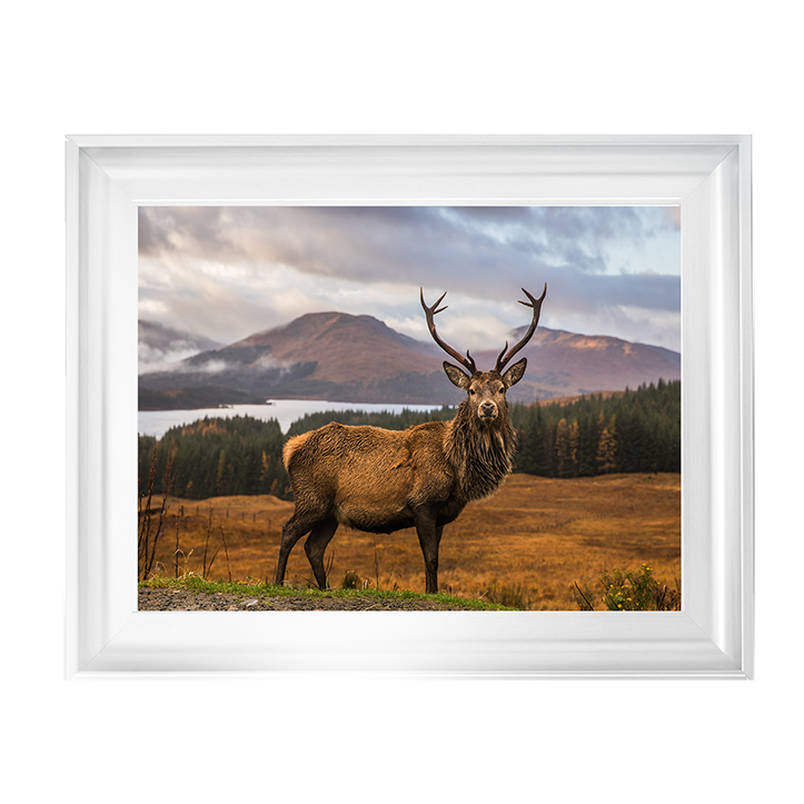 AN066 Highland Stag