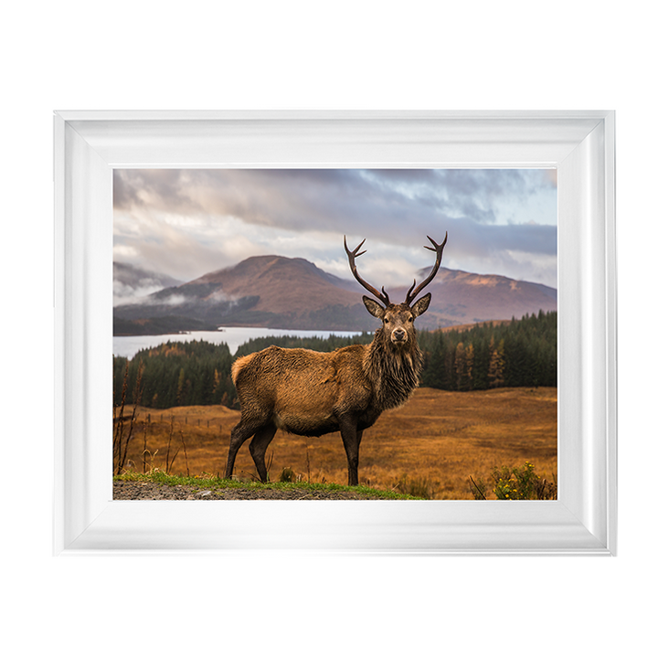 AN066 Highland Stag