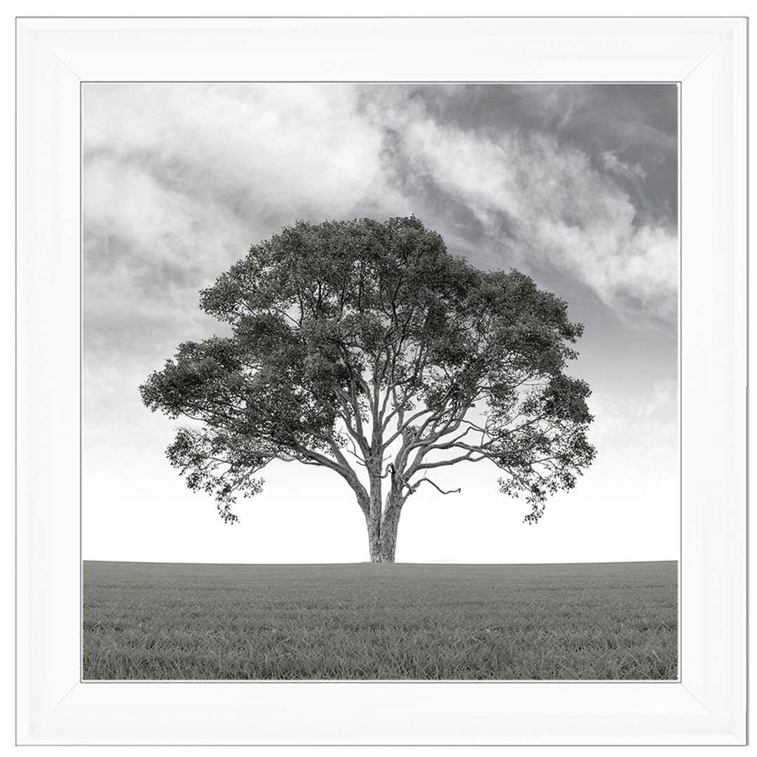 LS190 Lone Tree 1