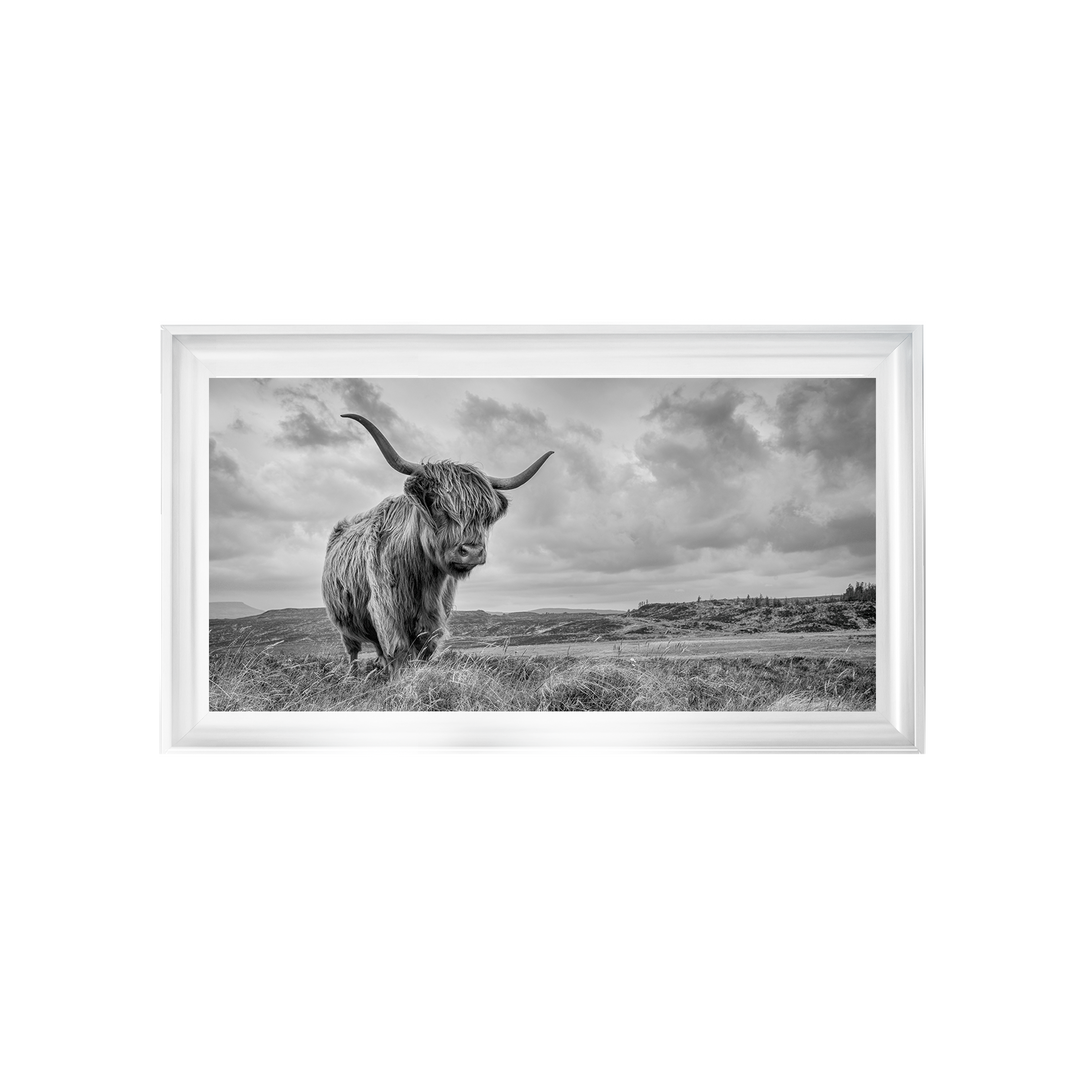 Highland Cow II