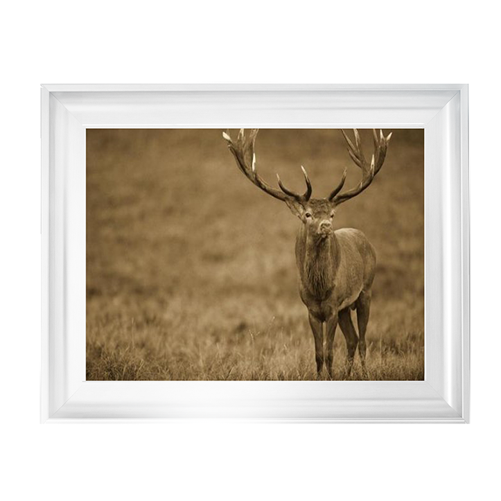 AN065 Red Deer stag in autumn rutting season, Denmark