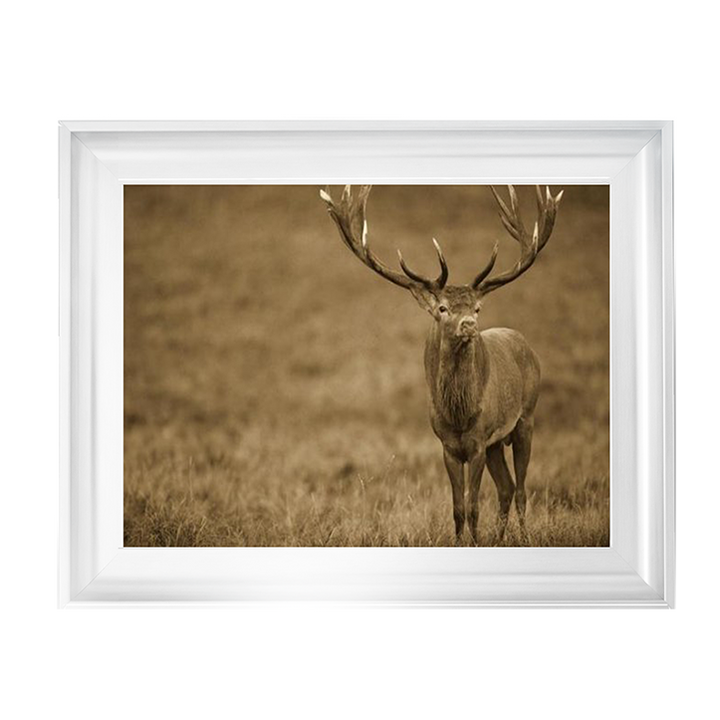 AN065 Red Deer stag in autumn rutting season, Denmark