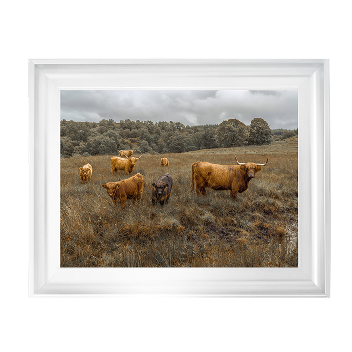 Highland Cows Colour