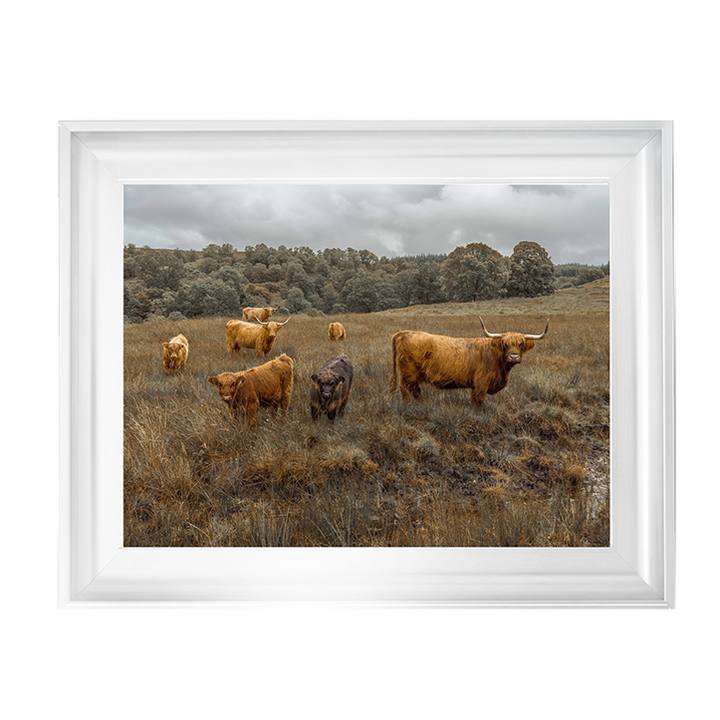 Highland Cows Colour