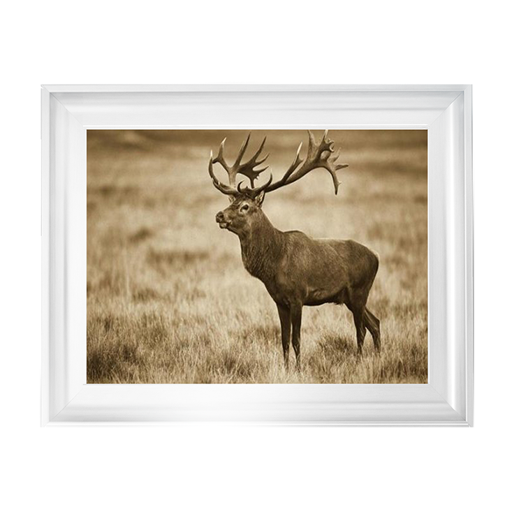 AN064 Red Deer stag, Cogenhagen, Denmark