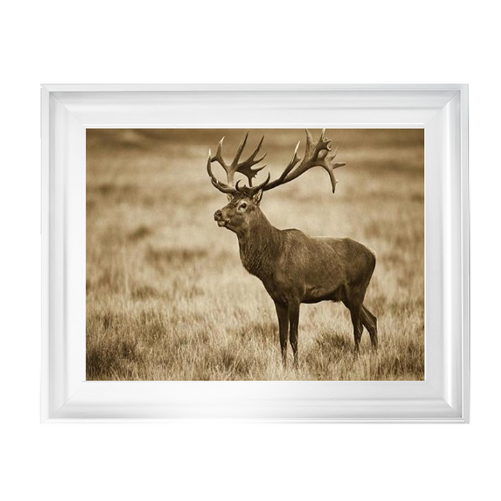 AN064 Red Deer stag, Cogenhagen, Denmark