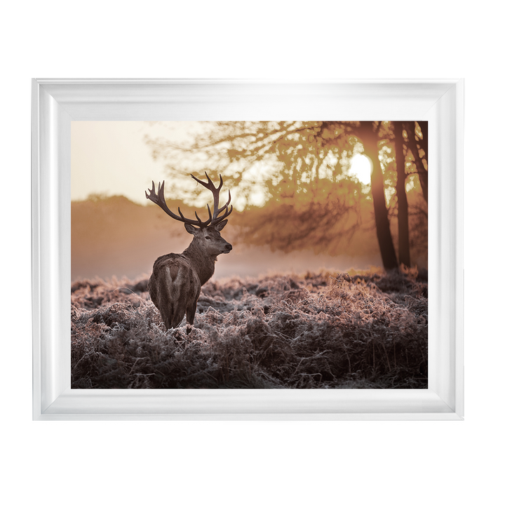 Single Stag 2