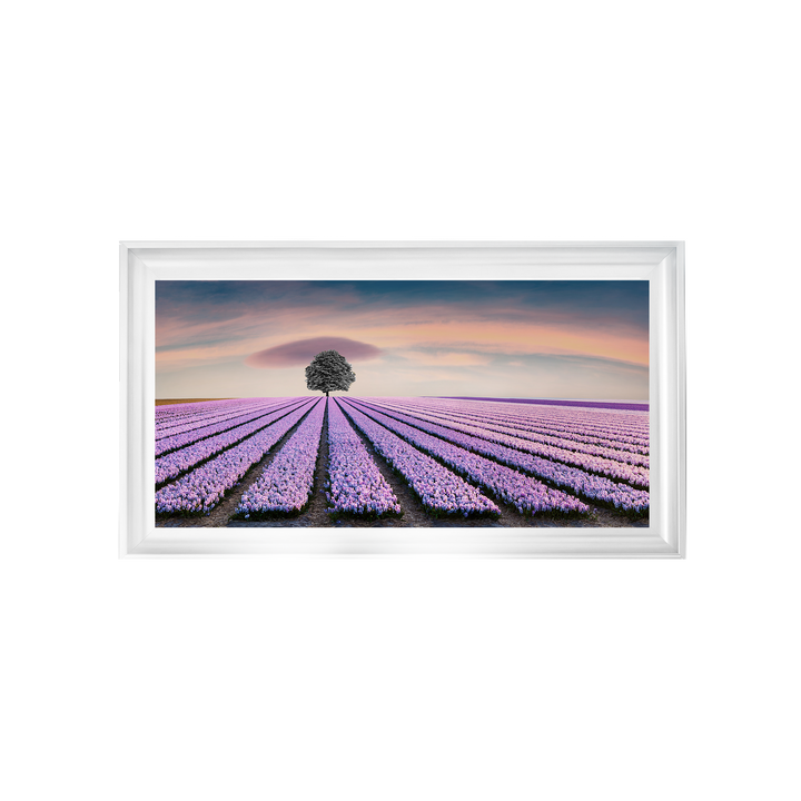 Purple Purple Field I