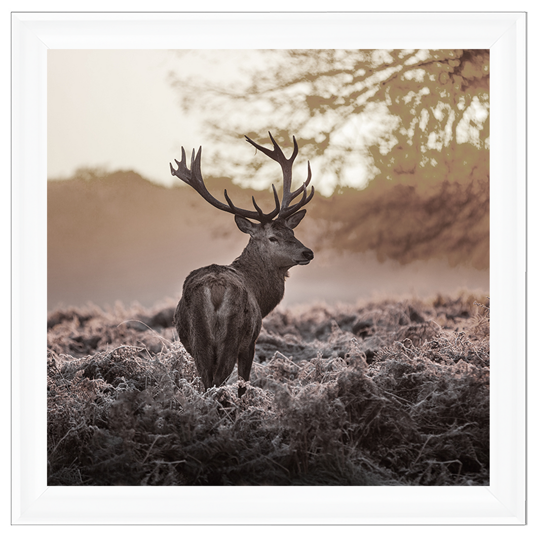 Single Stag