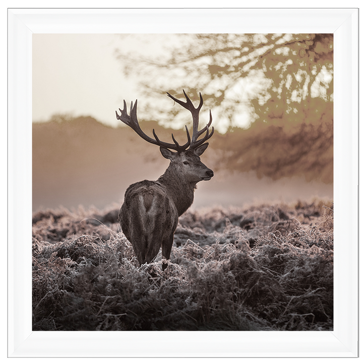 Single Stag