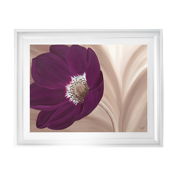 Velvet Anemone