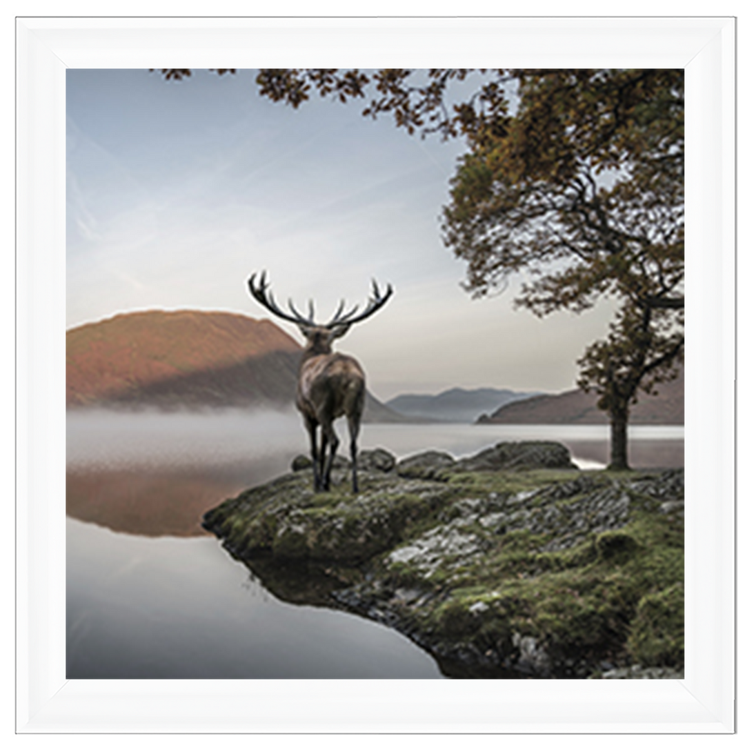 Single Stag 1