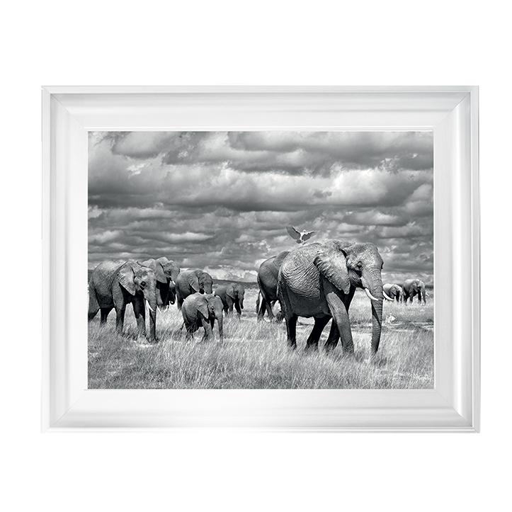 Elephants of Kenya