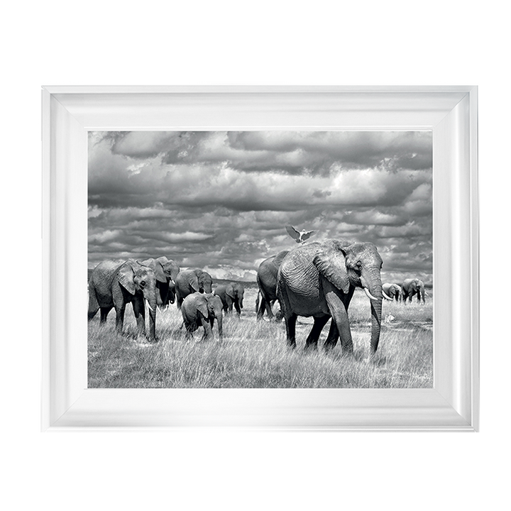 Elephants of Kenya