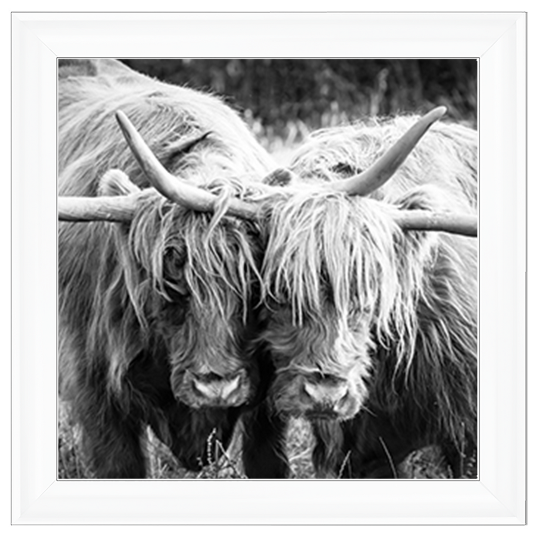 AN282 Highland Cow Love