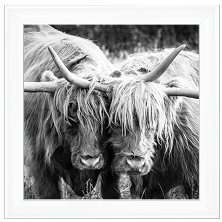 AN282 Highland Cow Love