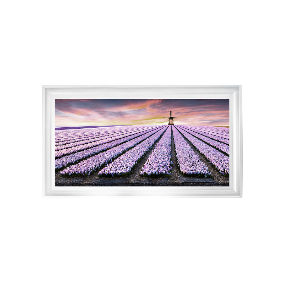 Purple Field