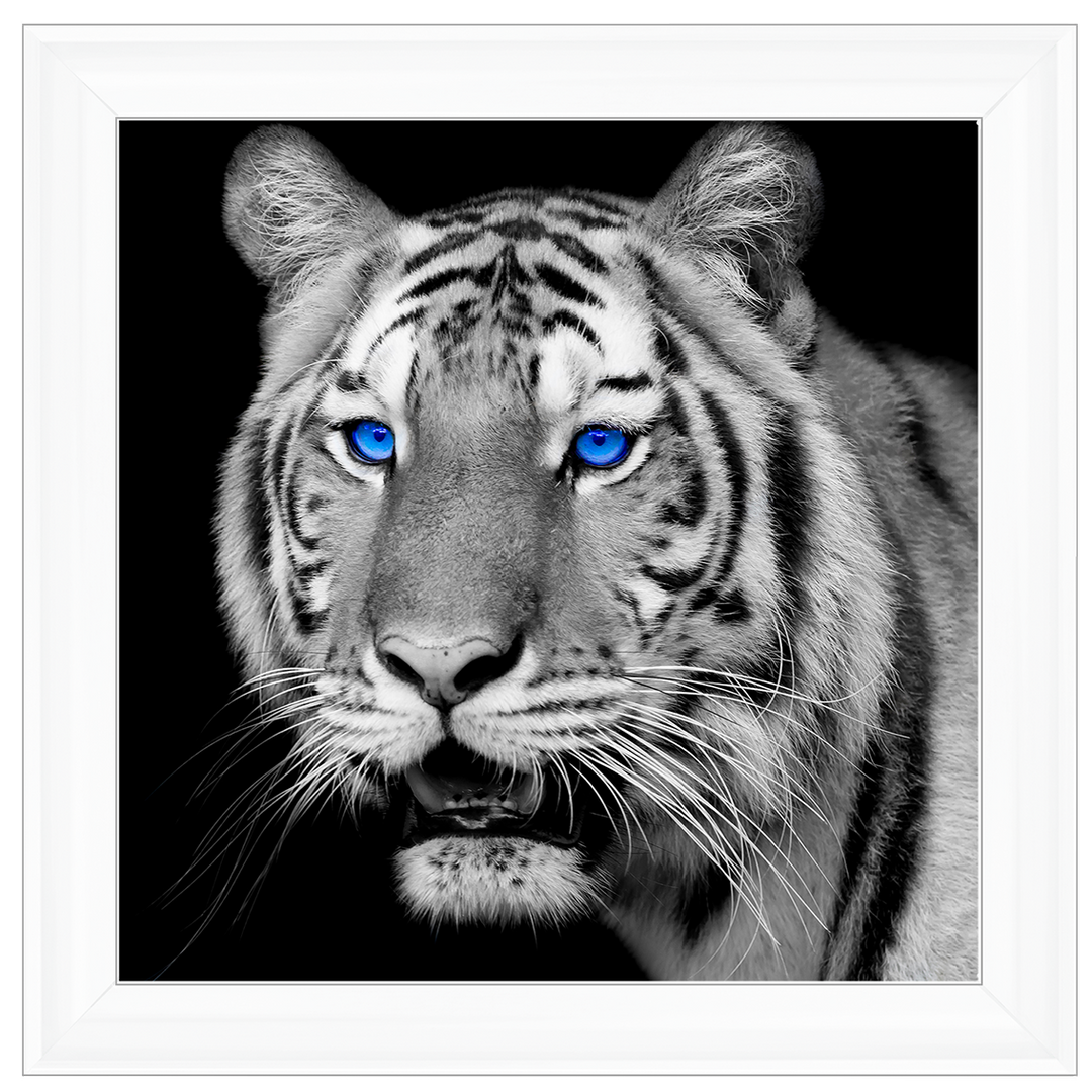 AN005 Blue Eyed Tiger