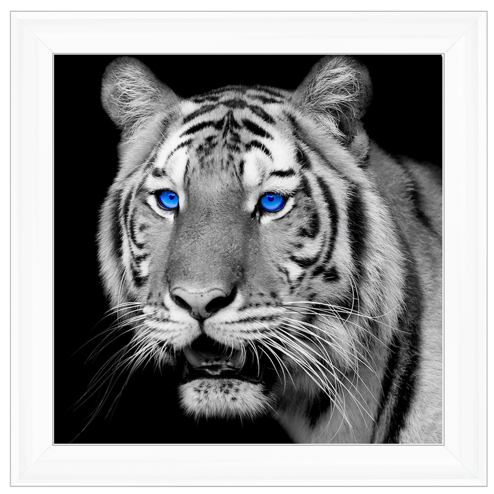 AN005 Blue Eyed Tiger
