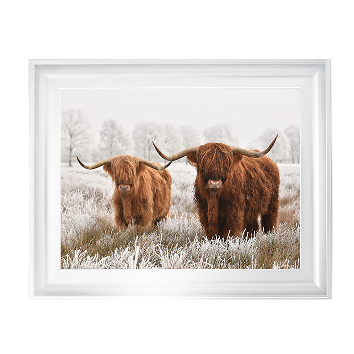 Highland Cow pair