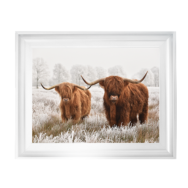Highland Cow pair