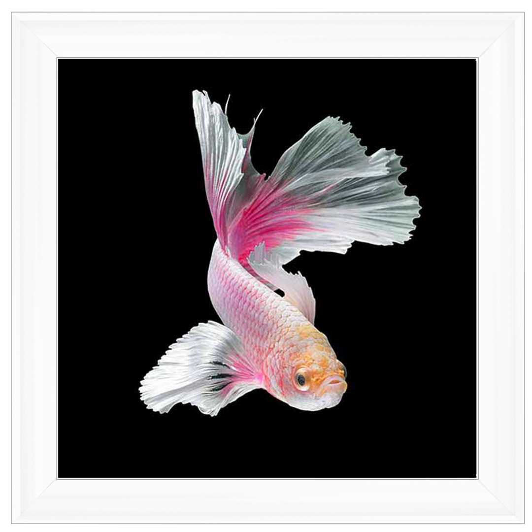 Pink & White Betta Fish |