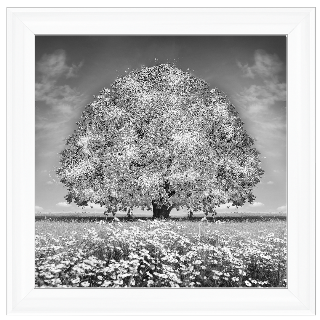 LS276 White Oak Tree