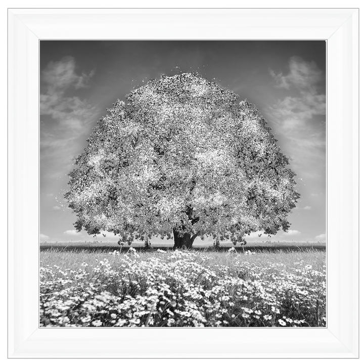 LS276 White Oak Tree