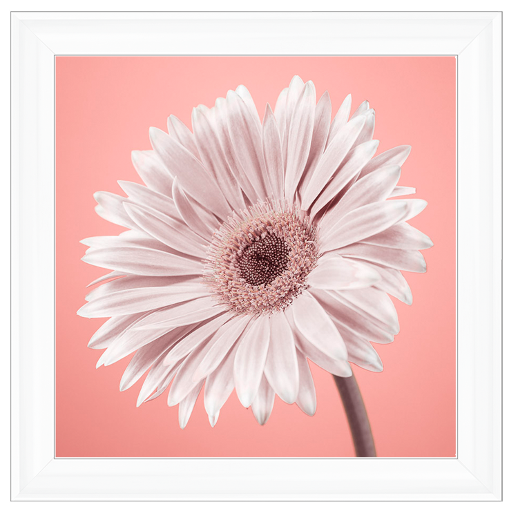 FL057 Single Gerbera Nude pink II