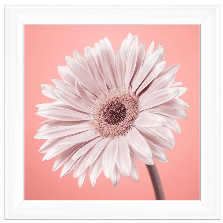 FL057 Single Gerbera Nude pink II