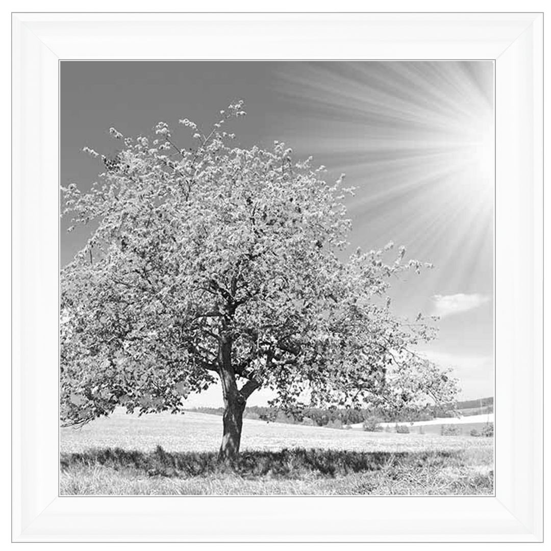 LS296 Black & White Lone Tree