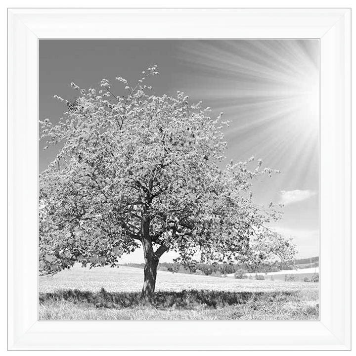 LS296 Black & White Lone Tree
