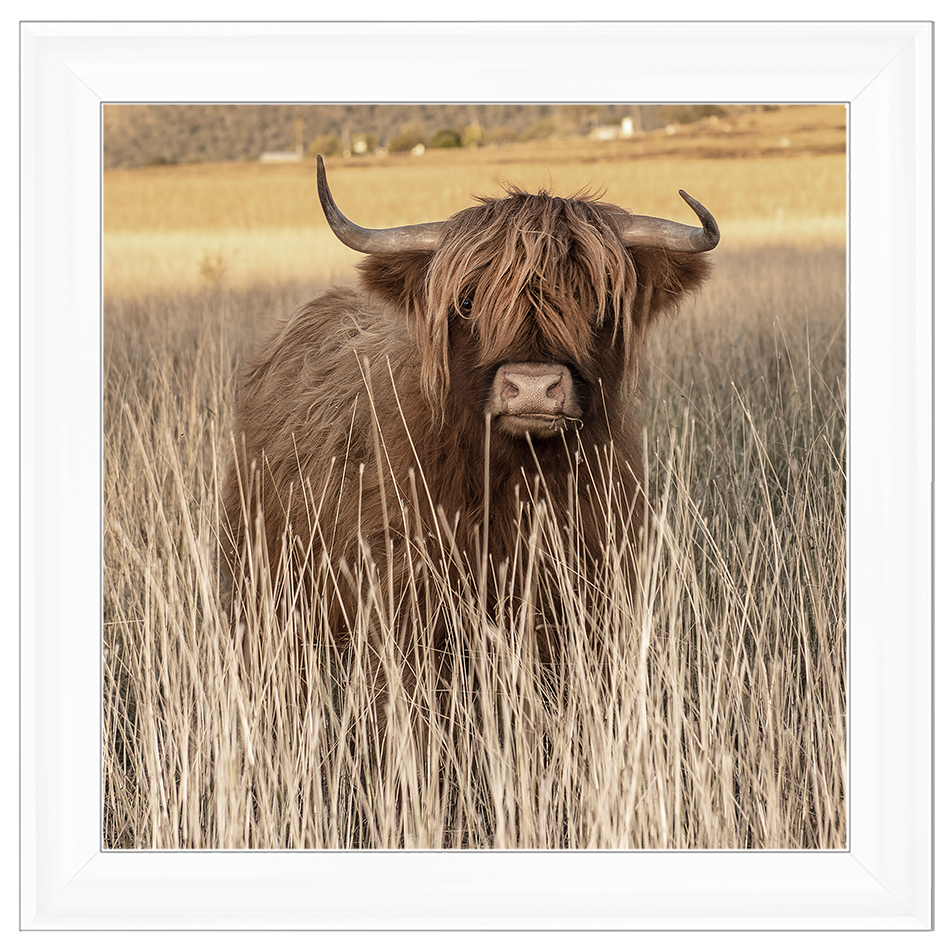 AN257 Highland Cow