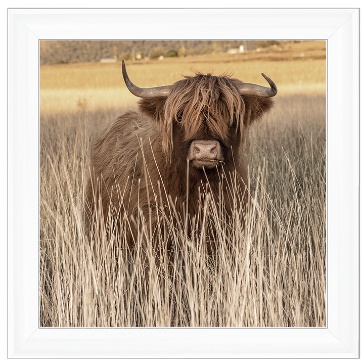 AN257 Highland Cow