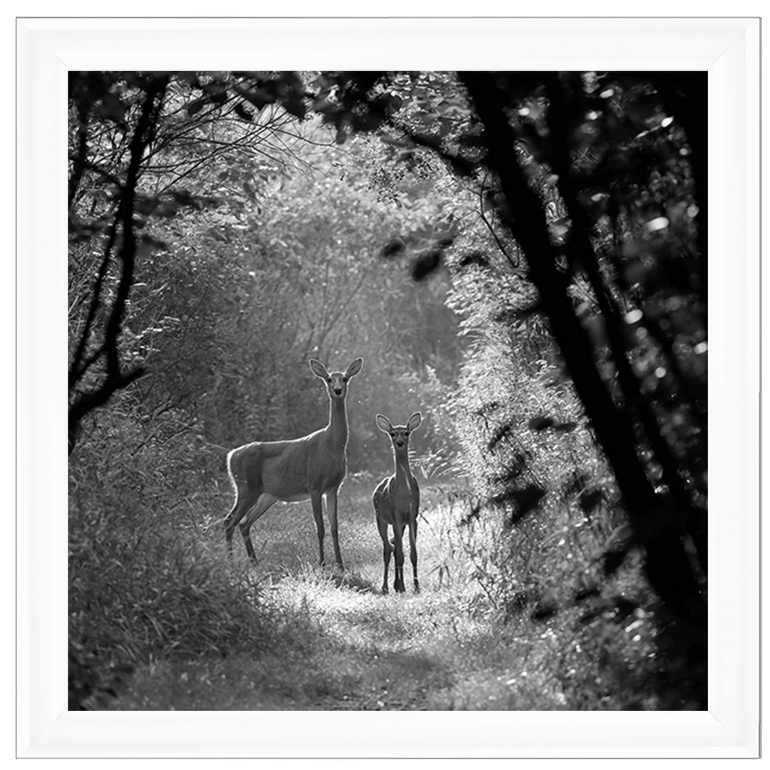 Single Deer
