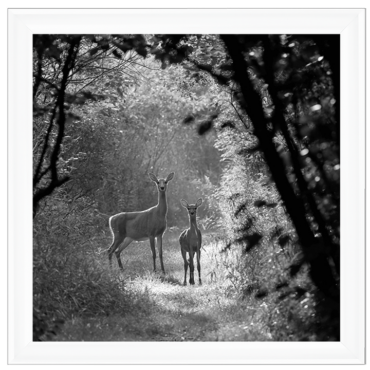 Single Deer