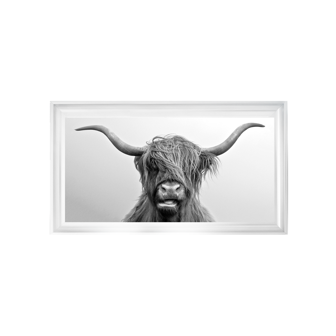 Highland Cow