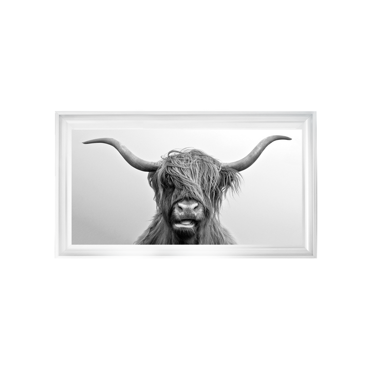 Highland Cow