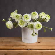 Fresh Green Ranunculus Decorative Spray