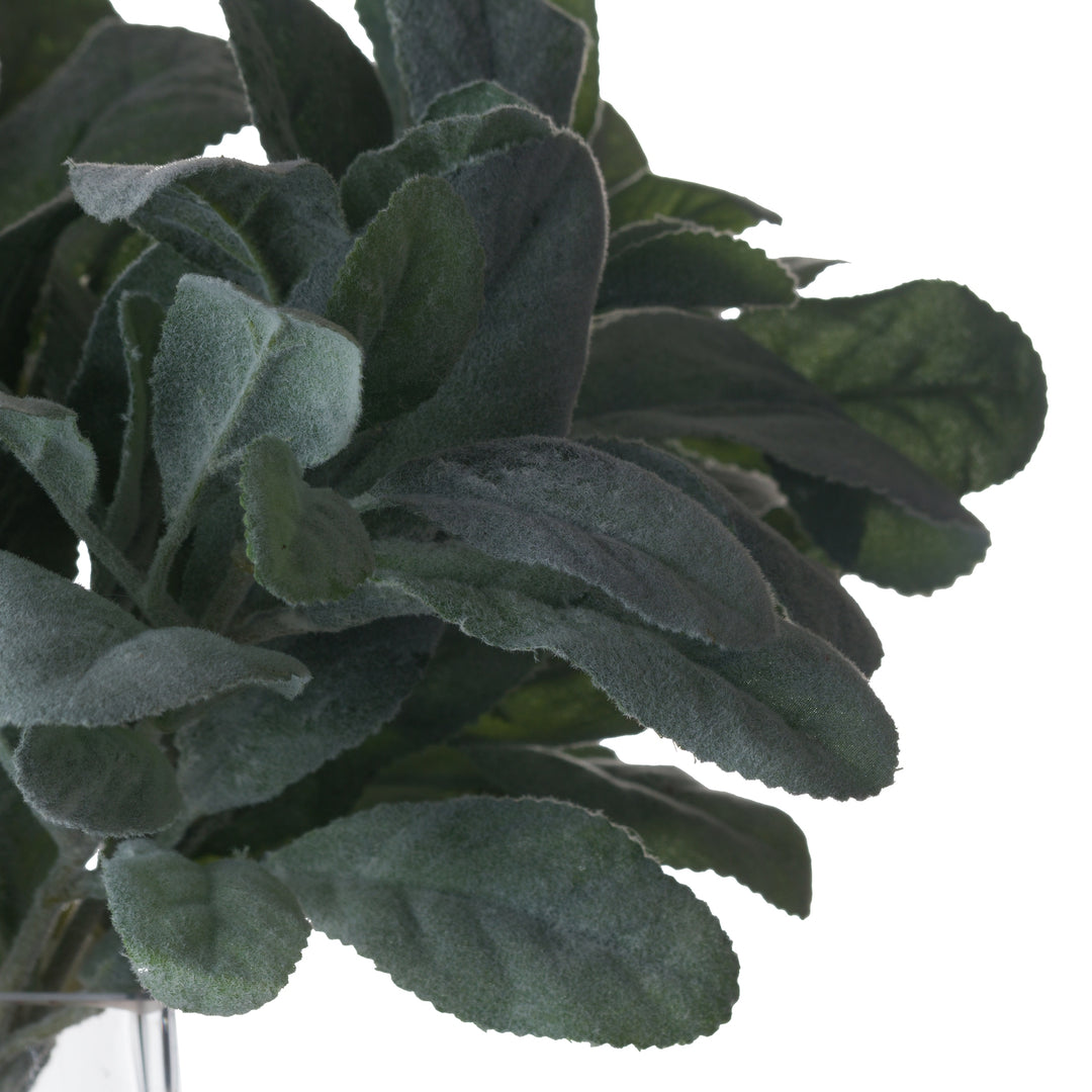 Lambs-Ear-Spray
