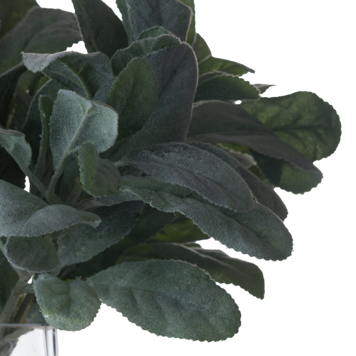 Lambs-Ear-Spray