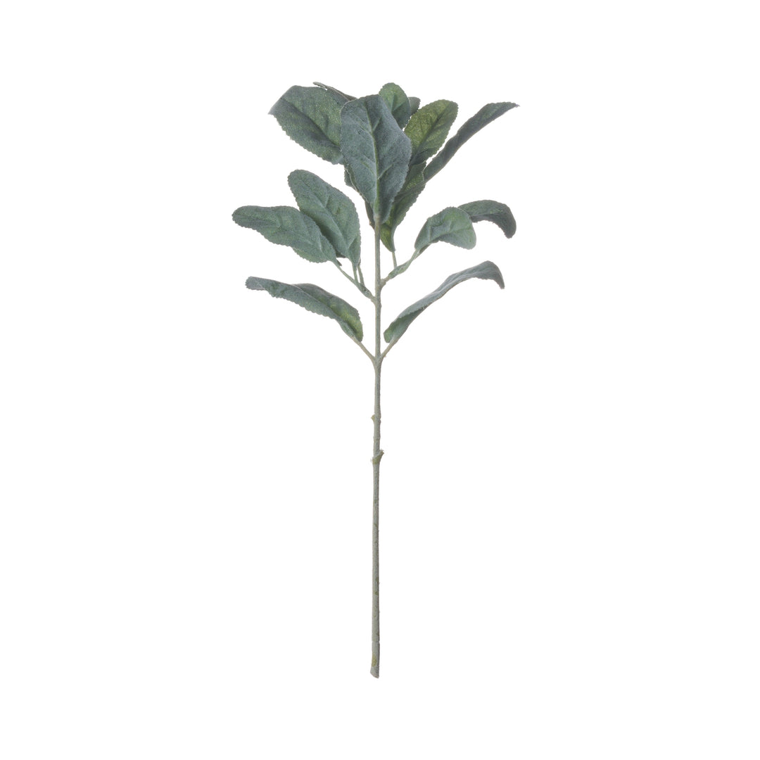 Lambs-Ear-Spray
