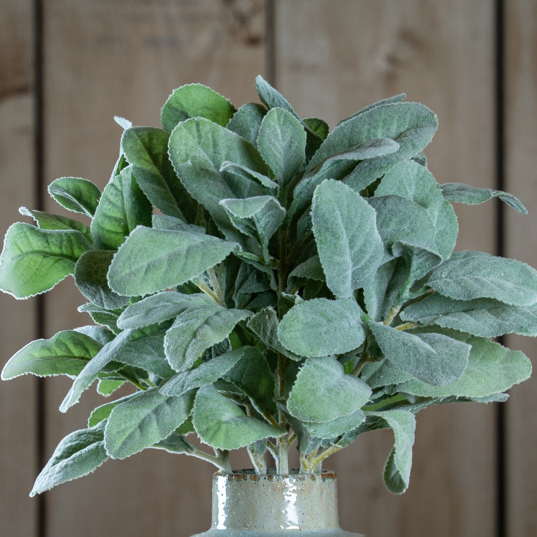 Lambs-Ear-Spray