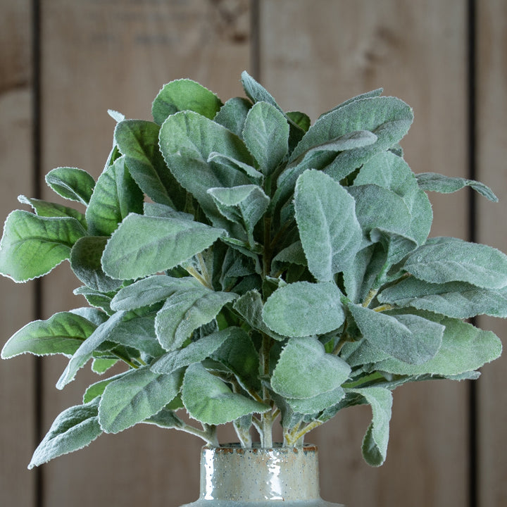 Lambs-Ear-Spray